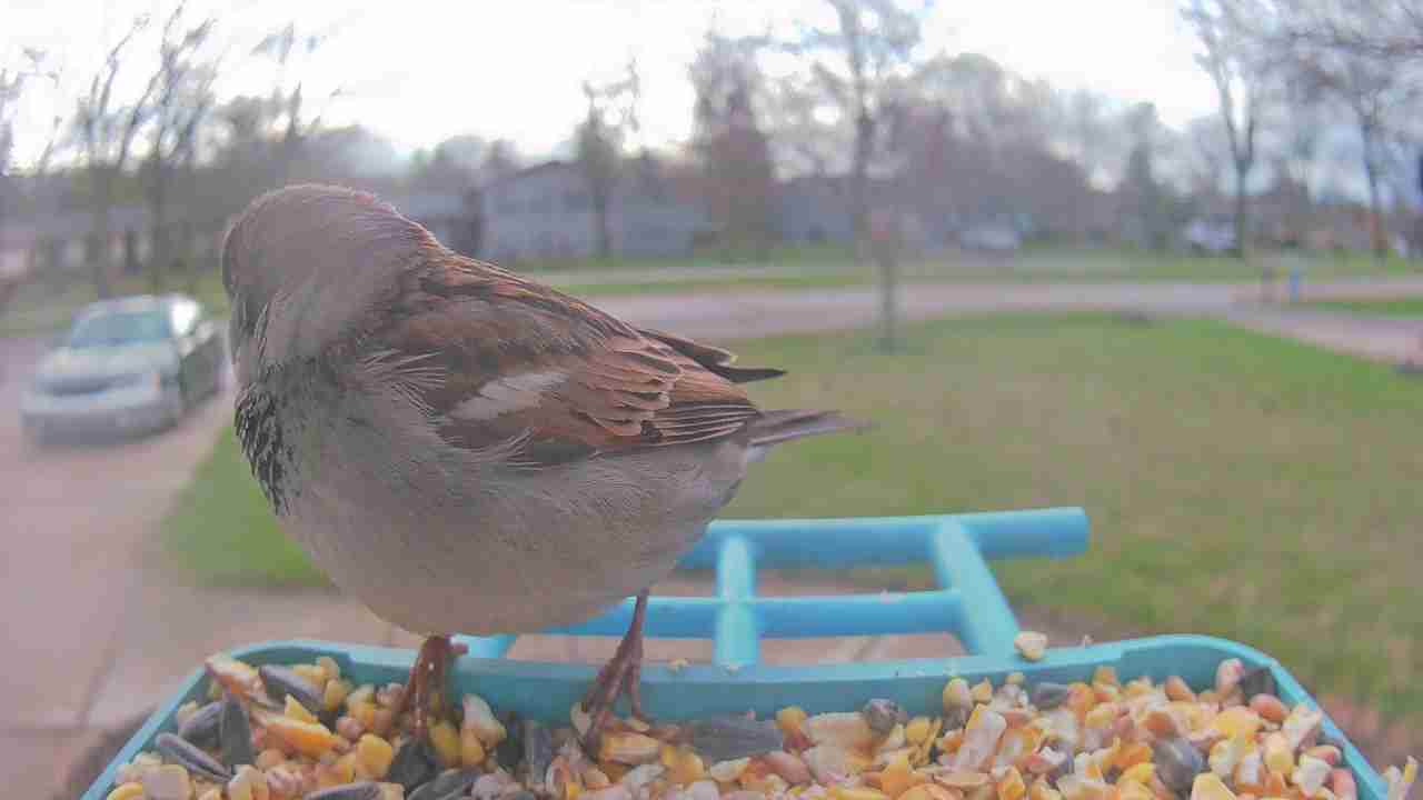 Bird at feeder