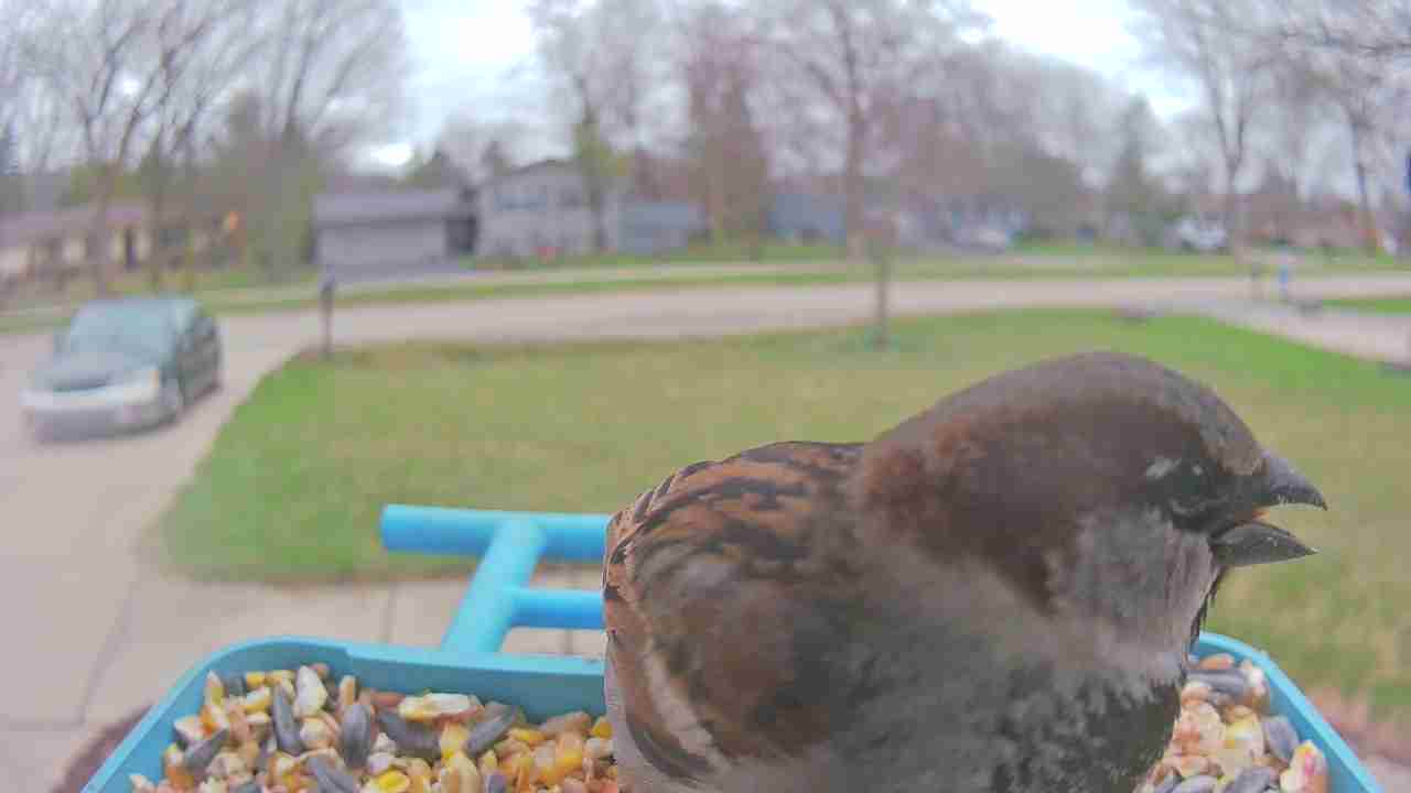 Bird at feeder