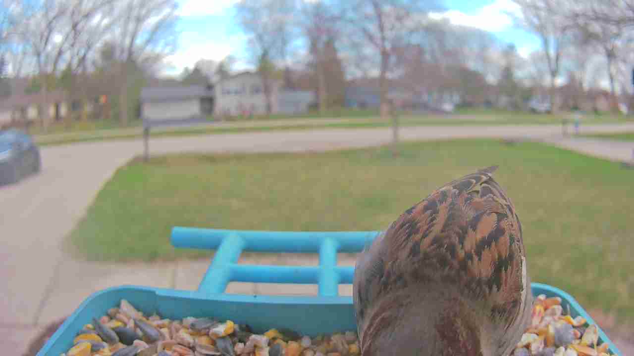 Bird at feeder
