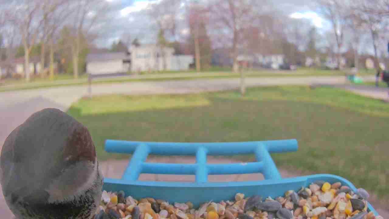 Bird at feeder