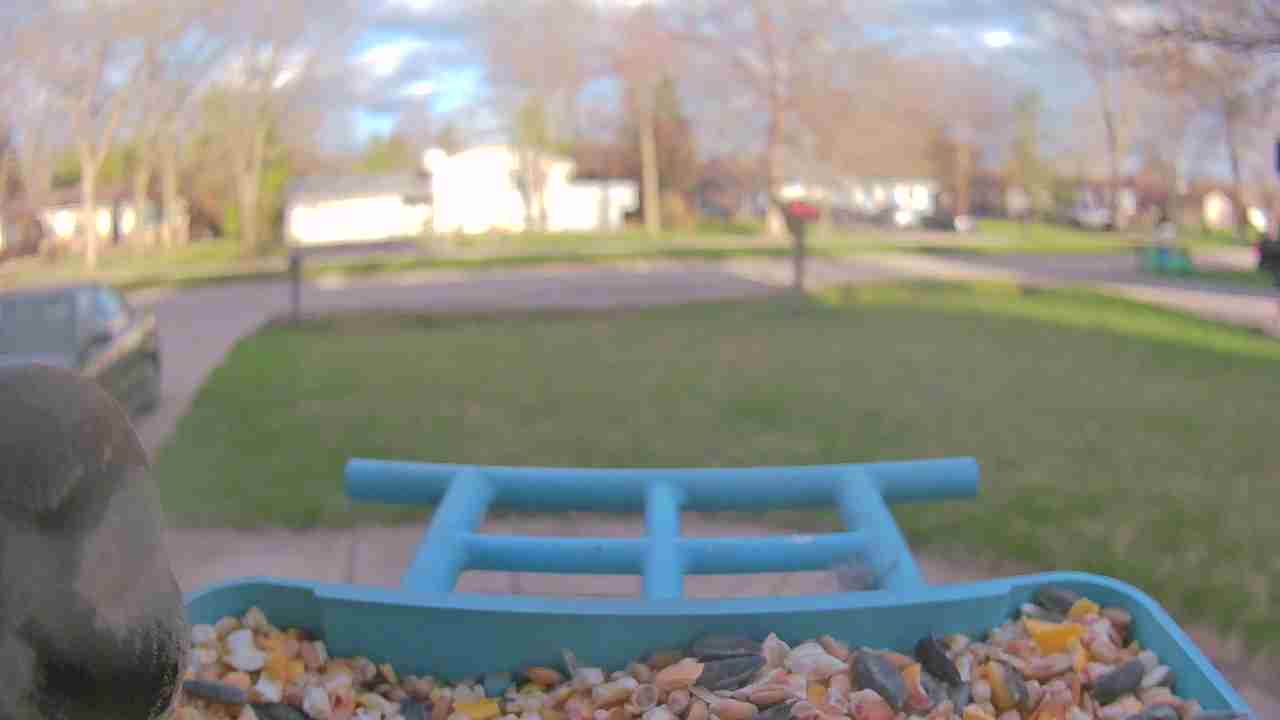 Bird at feeder