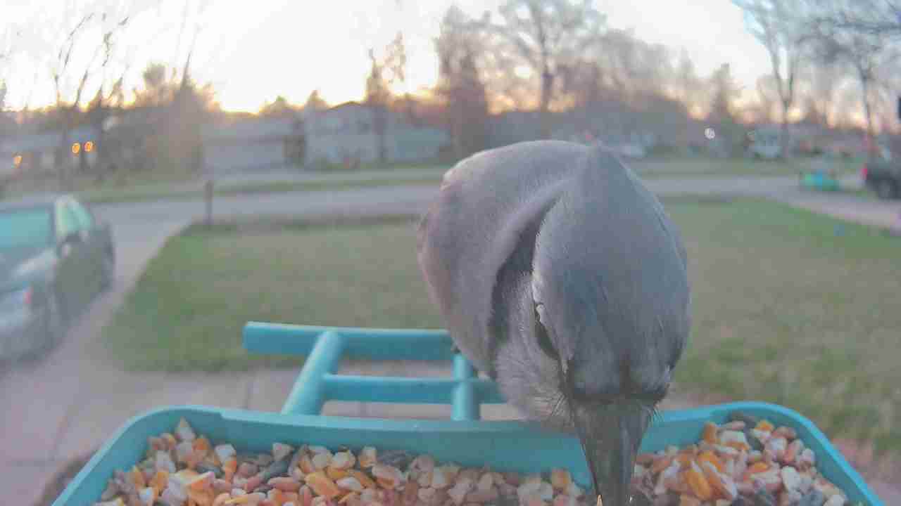 Bird at feeder