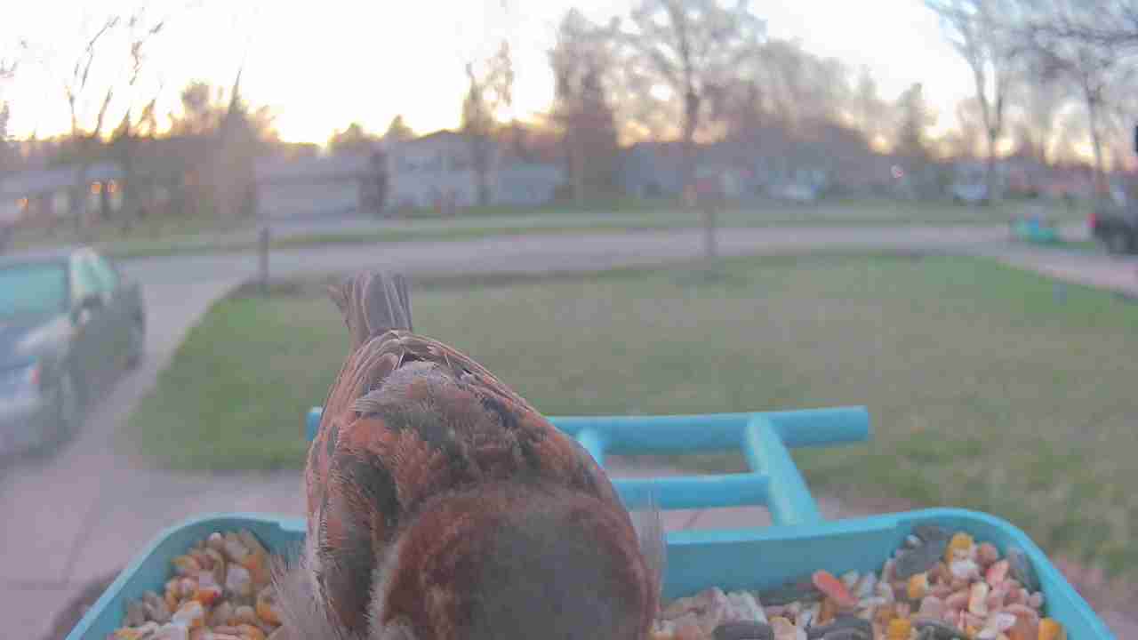 Bird at feeder