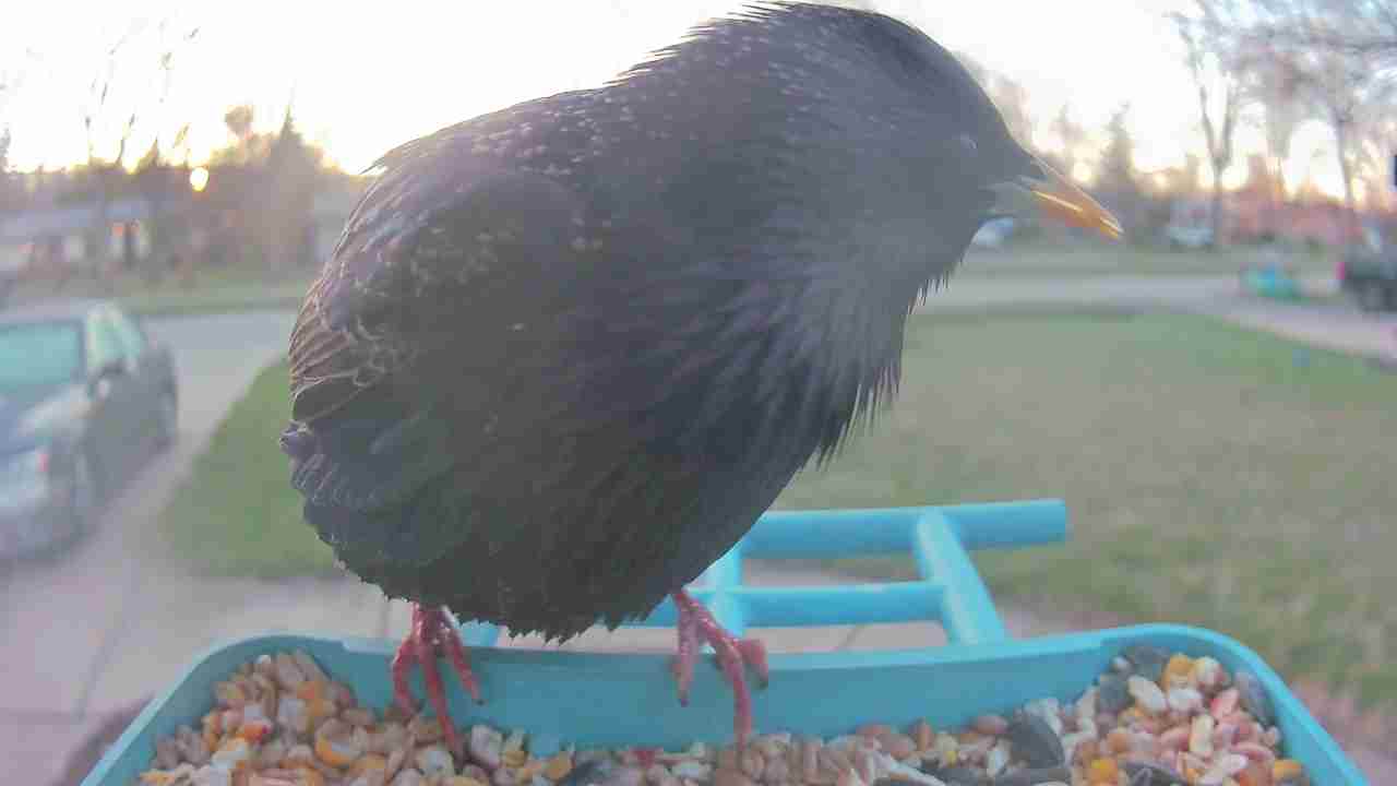 Bird at feeder
