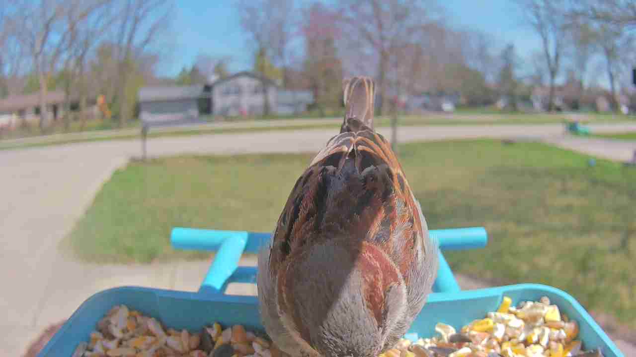 Bird at feeder