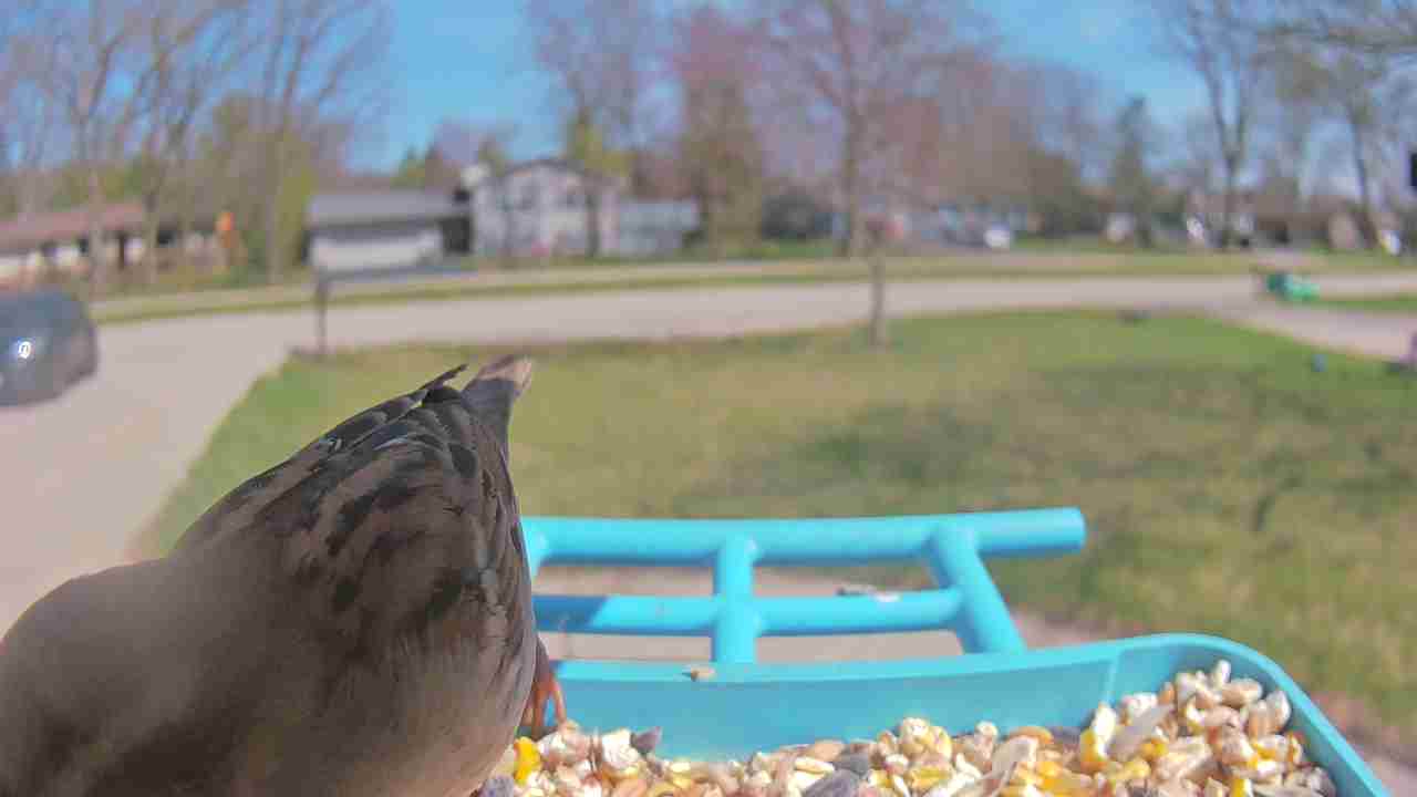 Bird at feeder