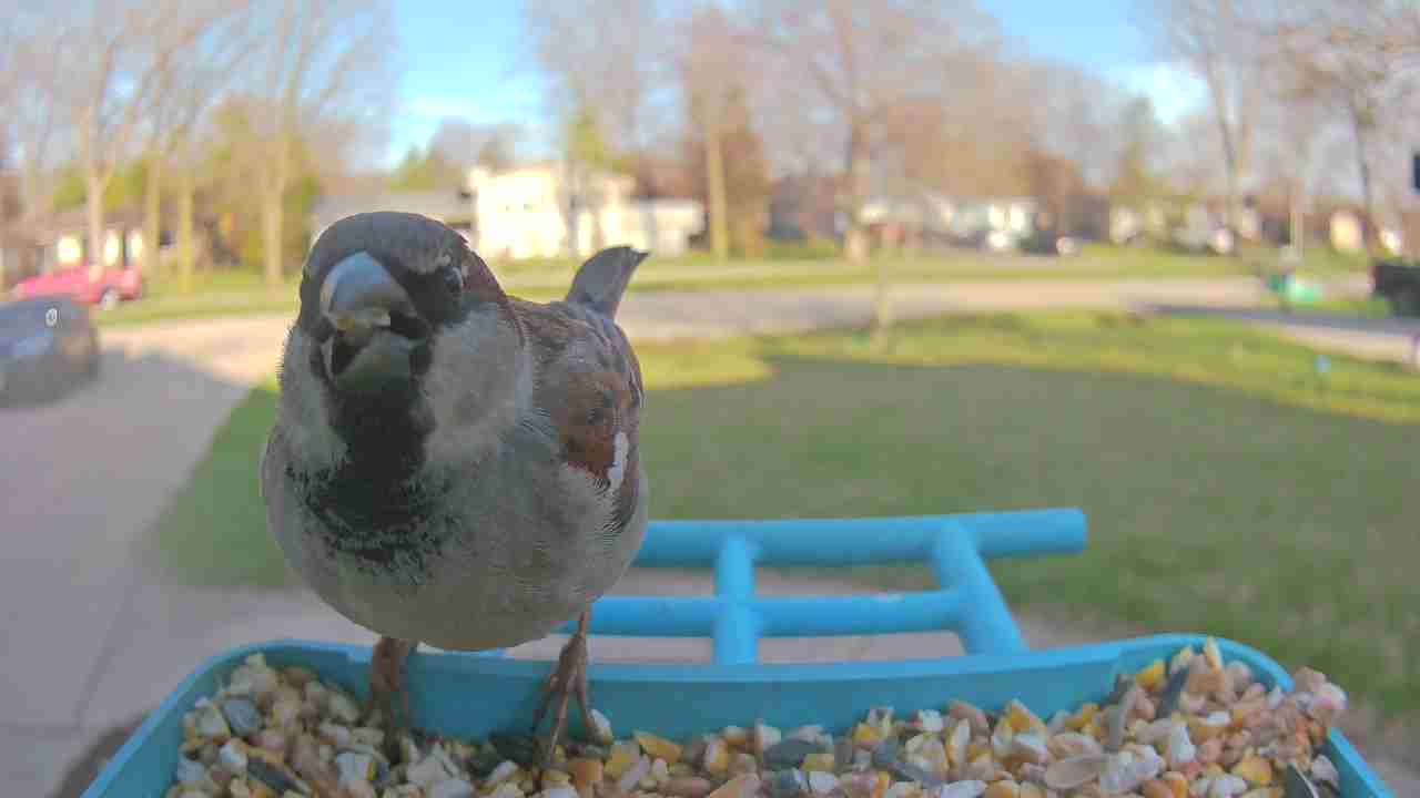 Bird at feeder