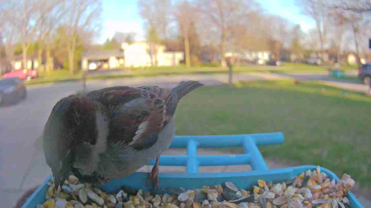 Bird at feeder