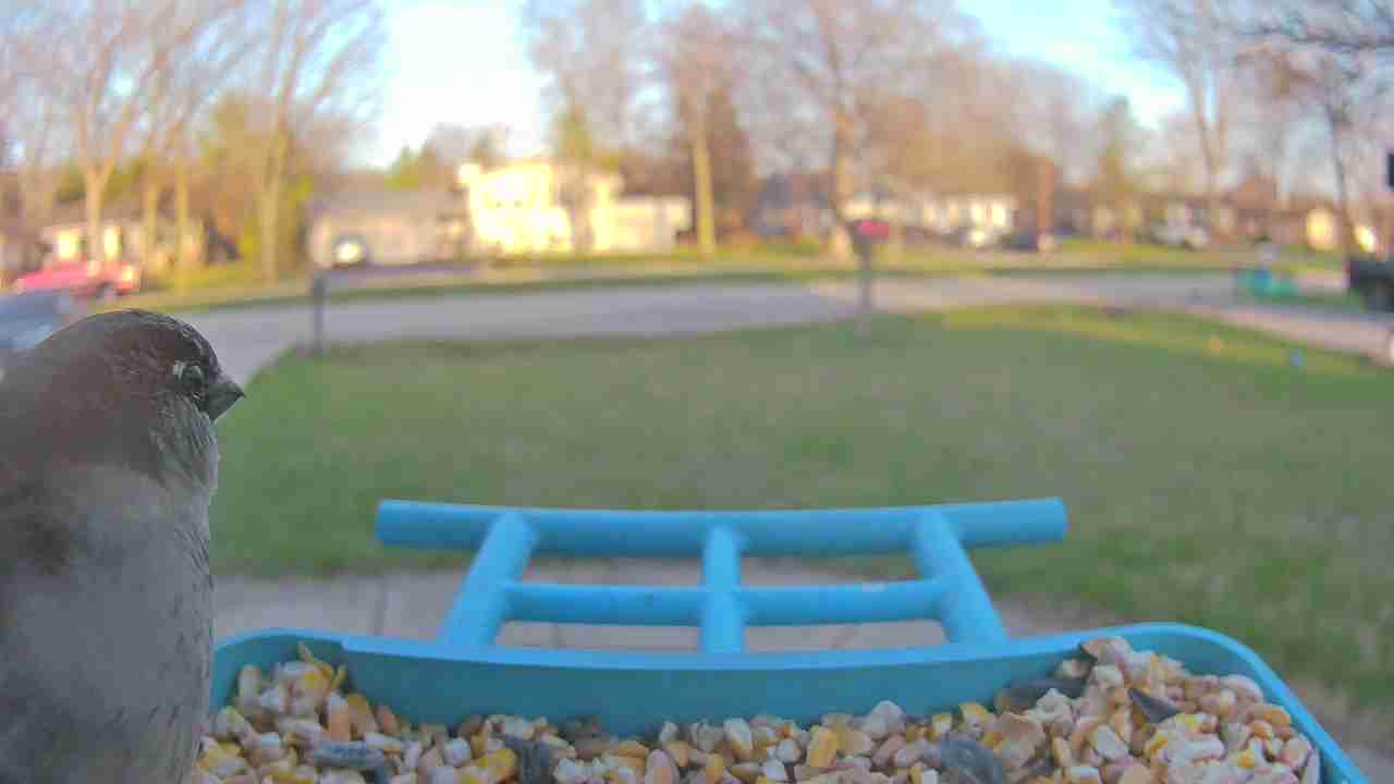 Bird at feeder