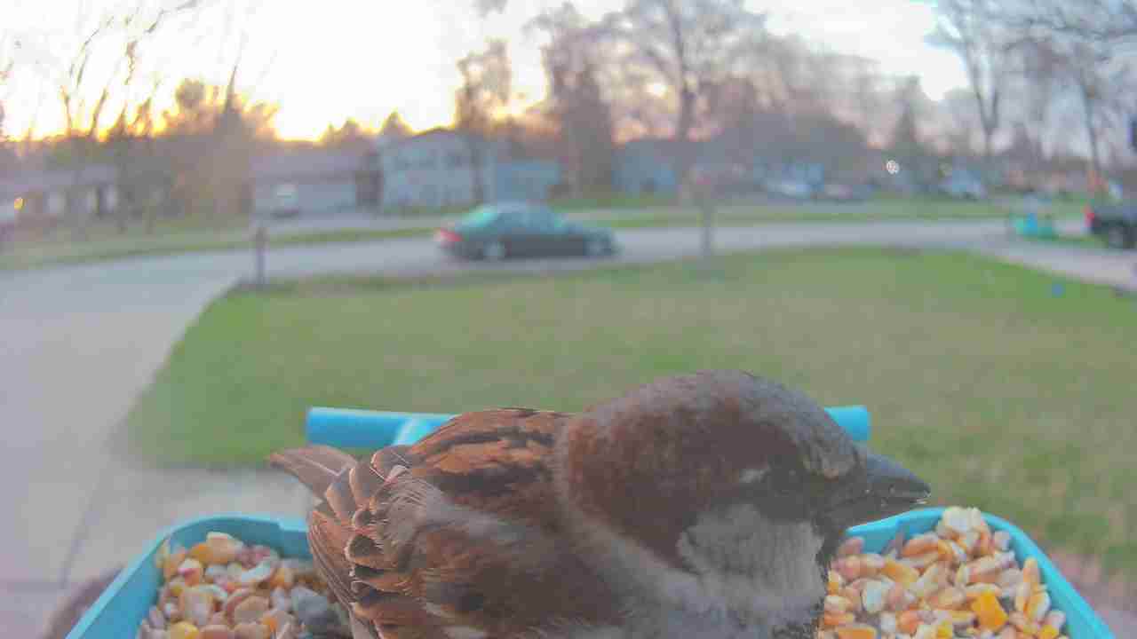 Bird at feeder