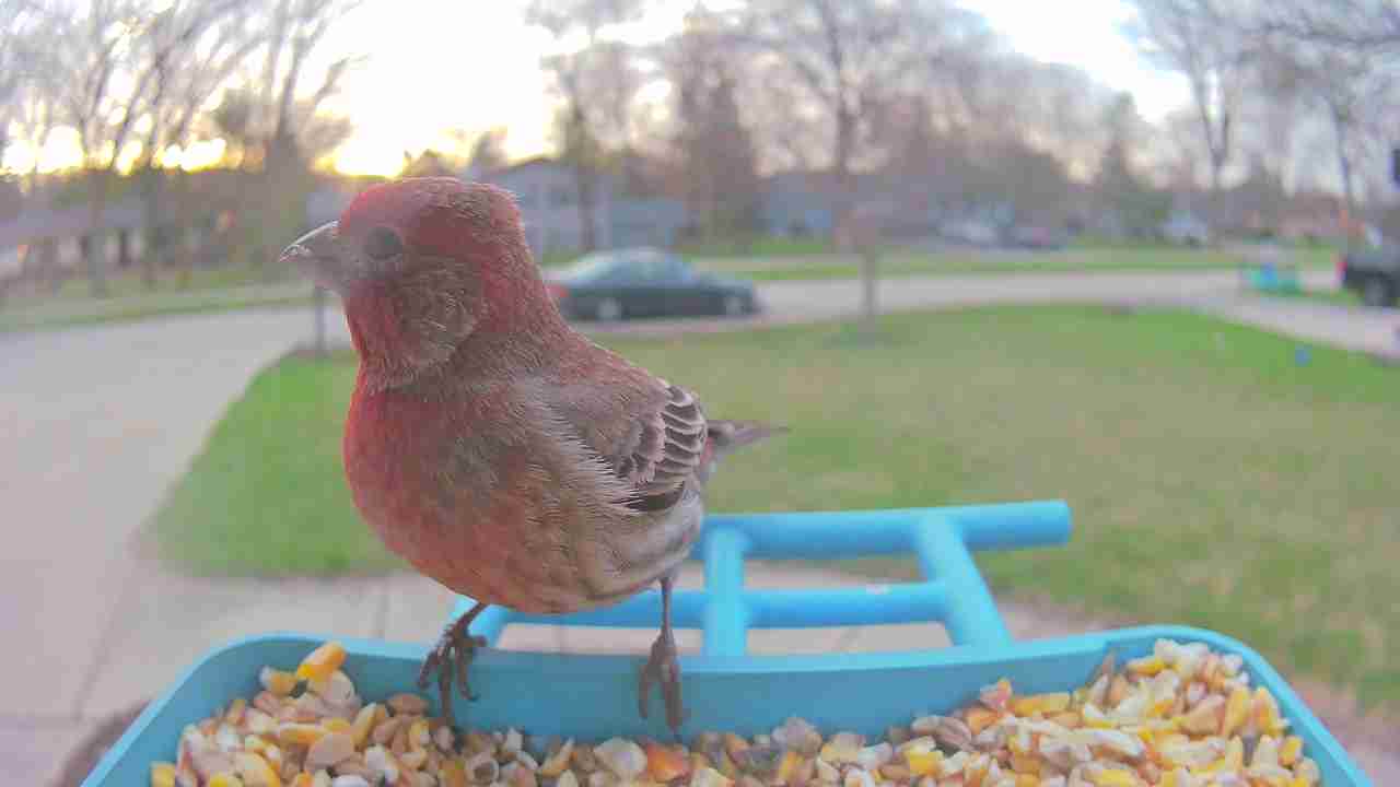 Bird at feeder