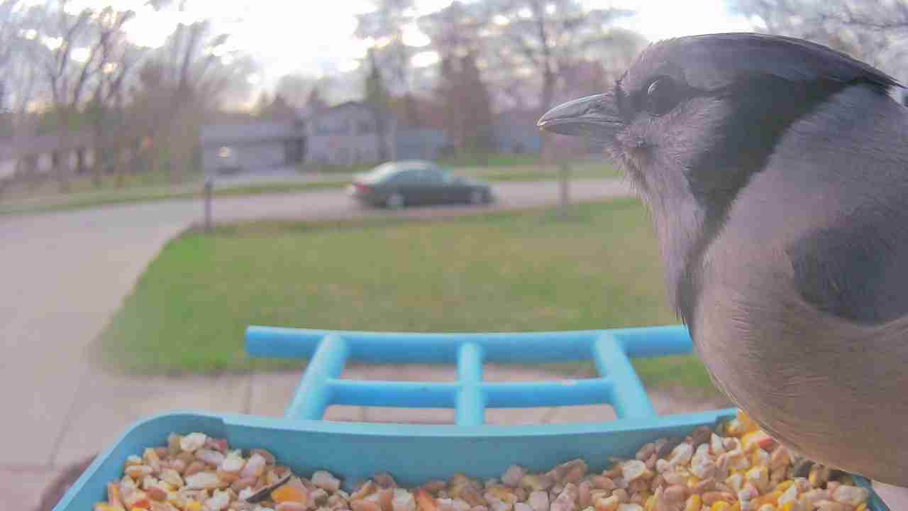 Bird at feeder