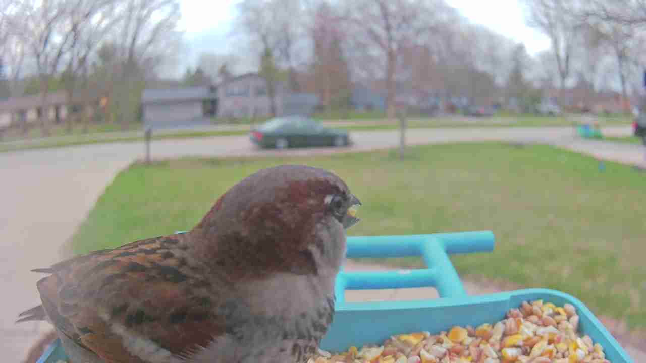 Bird at feeder
