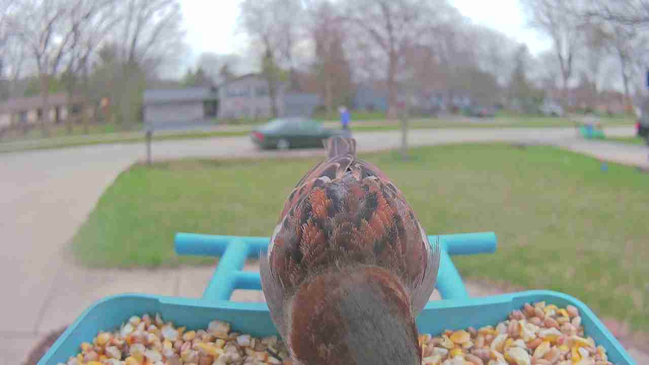 Bird at feeder
