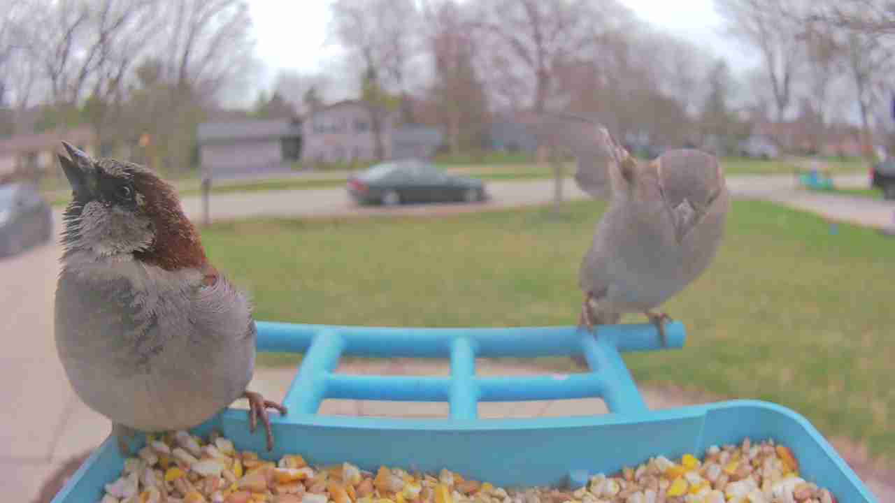 Bird at feeder