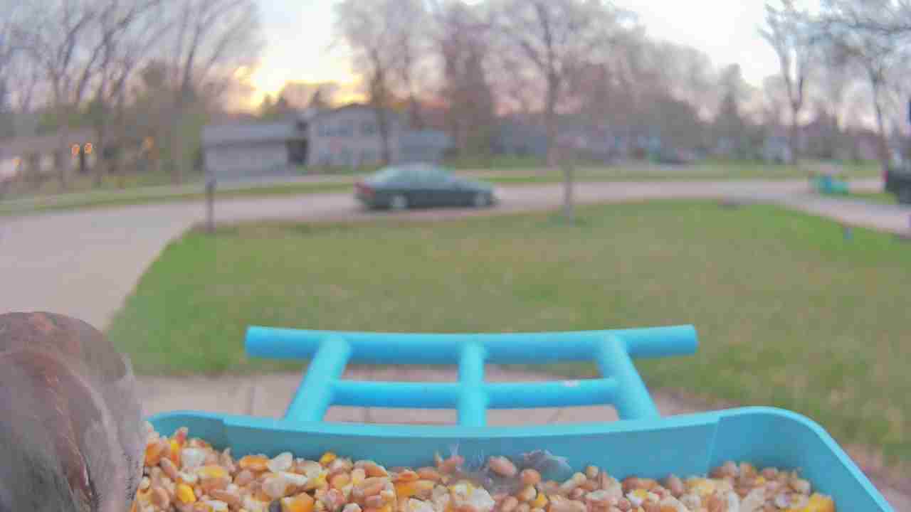 Bird at feeder