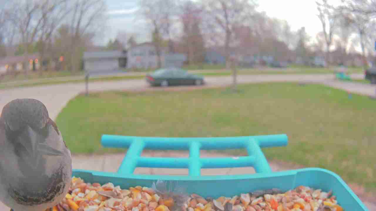 Bird at feeder