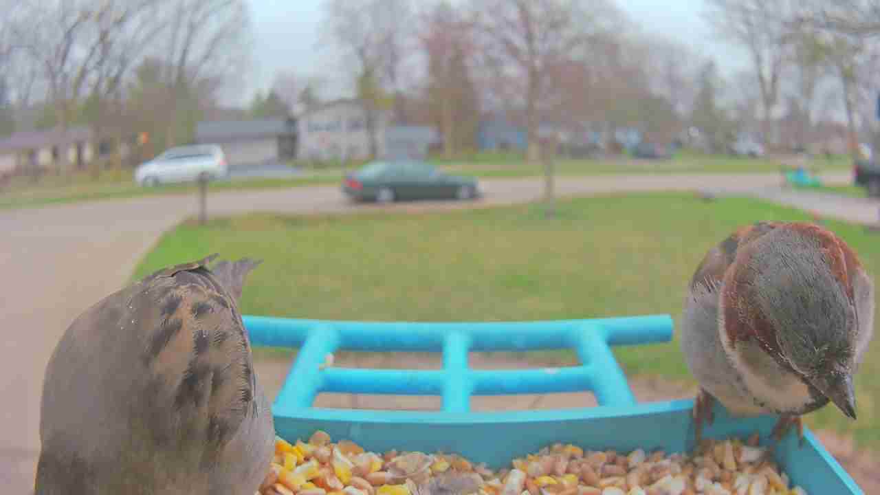 Bird at feeder