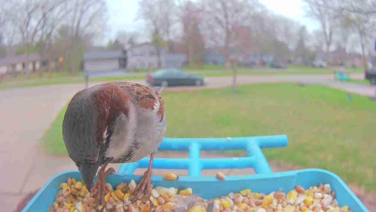 Bird at feeder