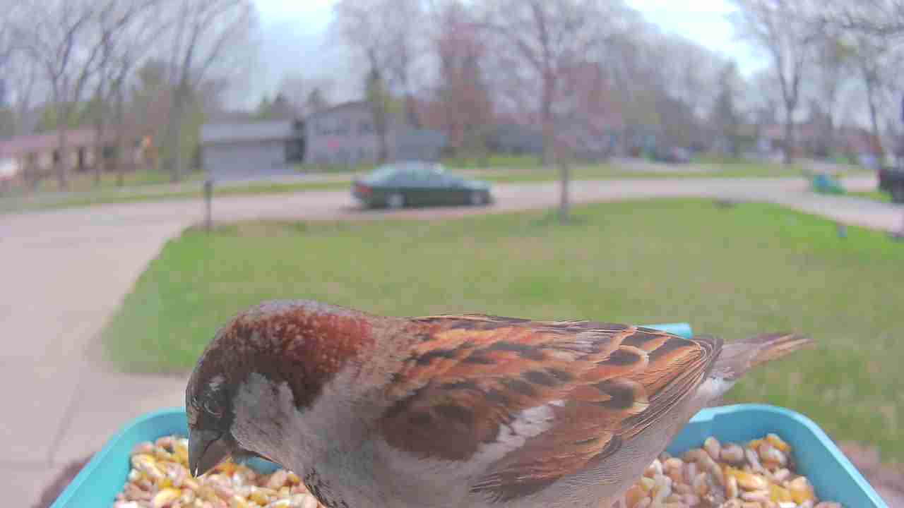 Bird at feeder