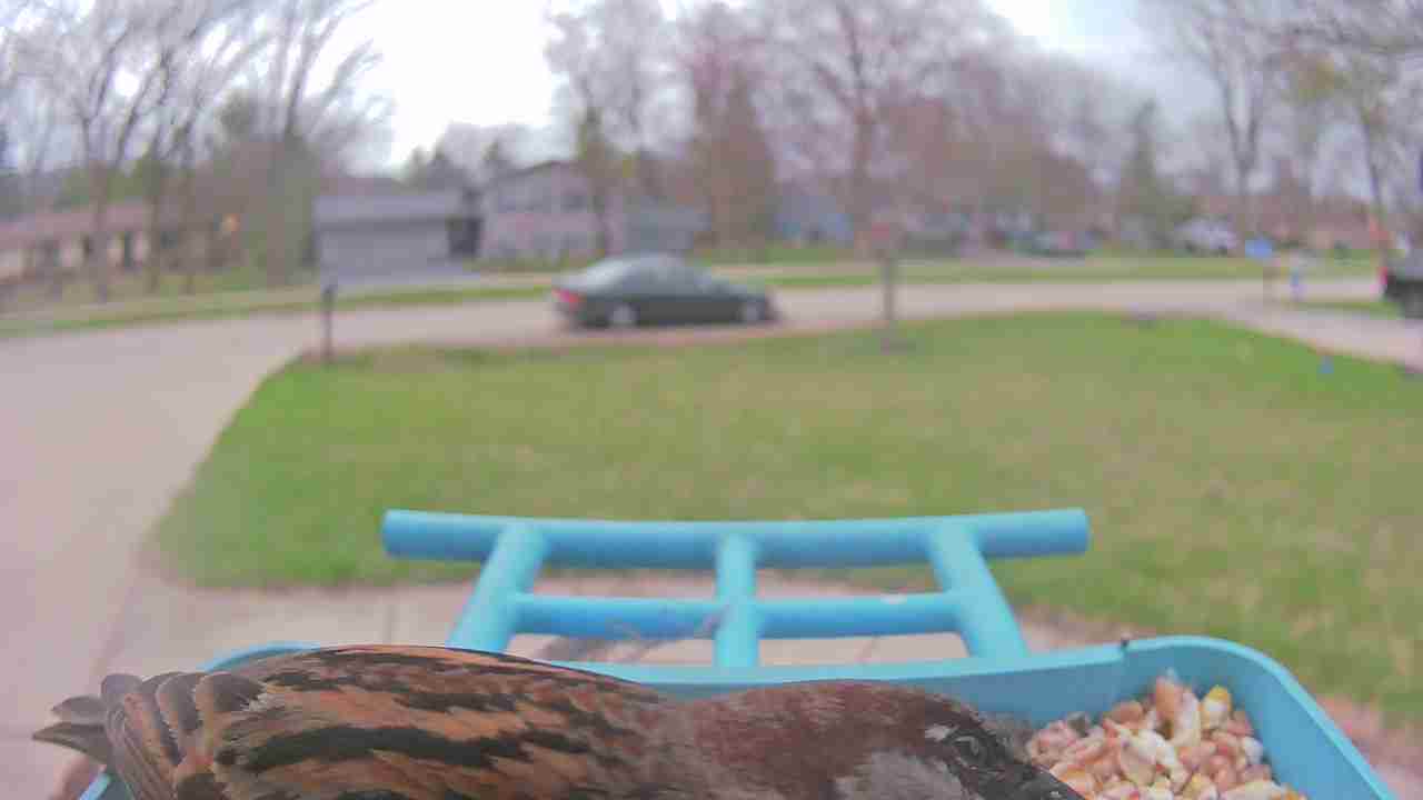 Bird at feeder