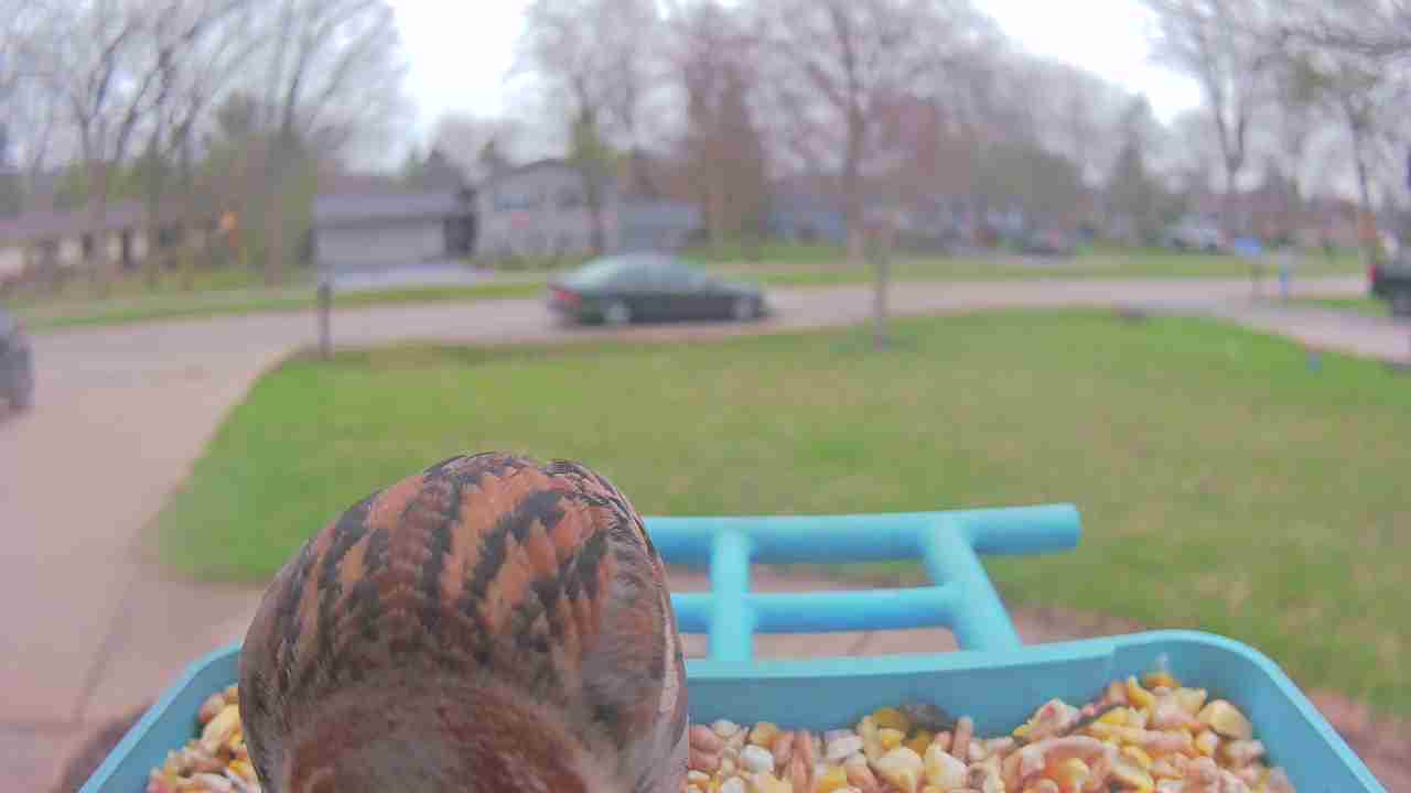 Bird at feeder