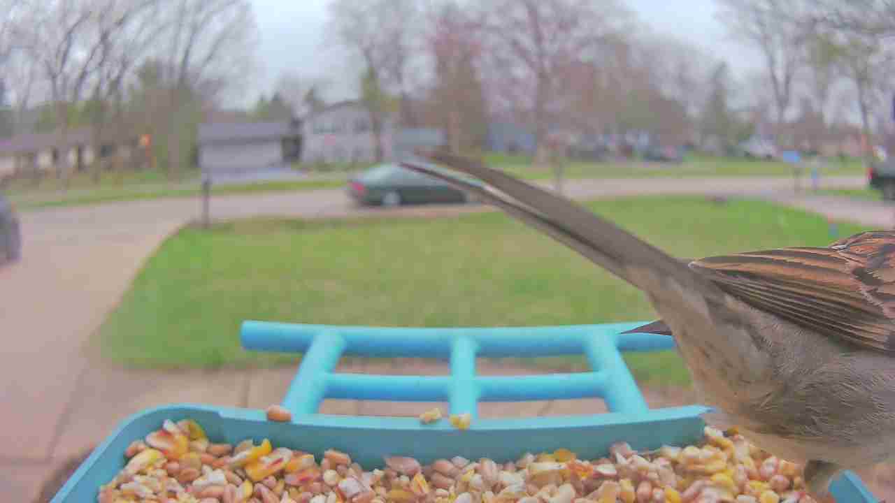 Bird at feeder