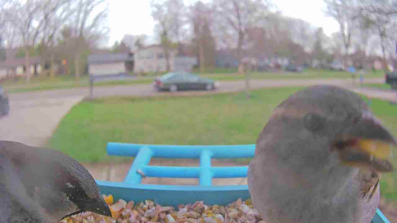 Bird at feeder
