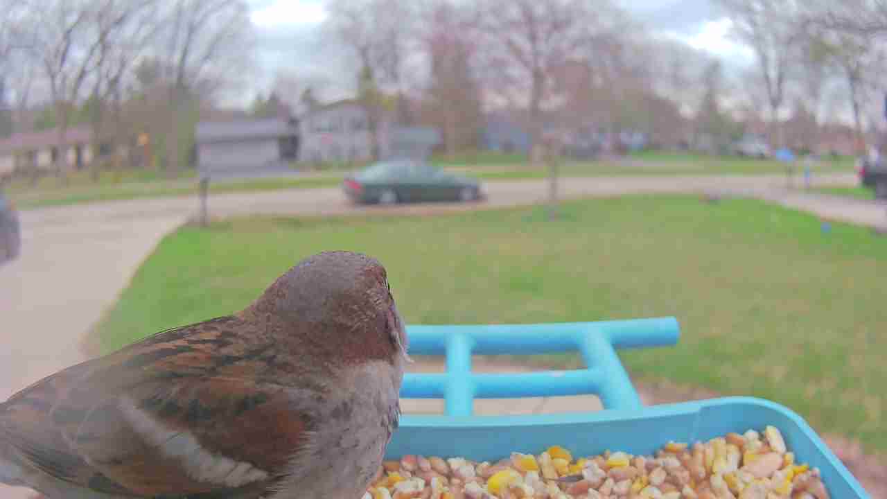 Bird at feeder