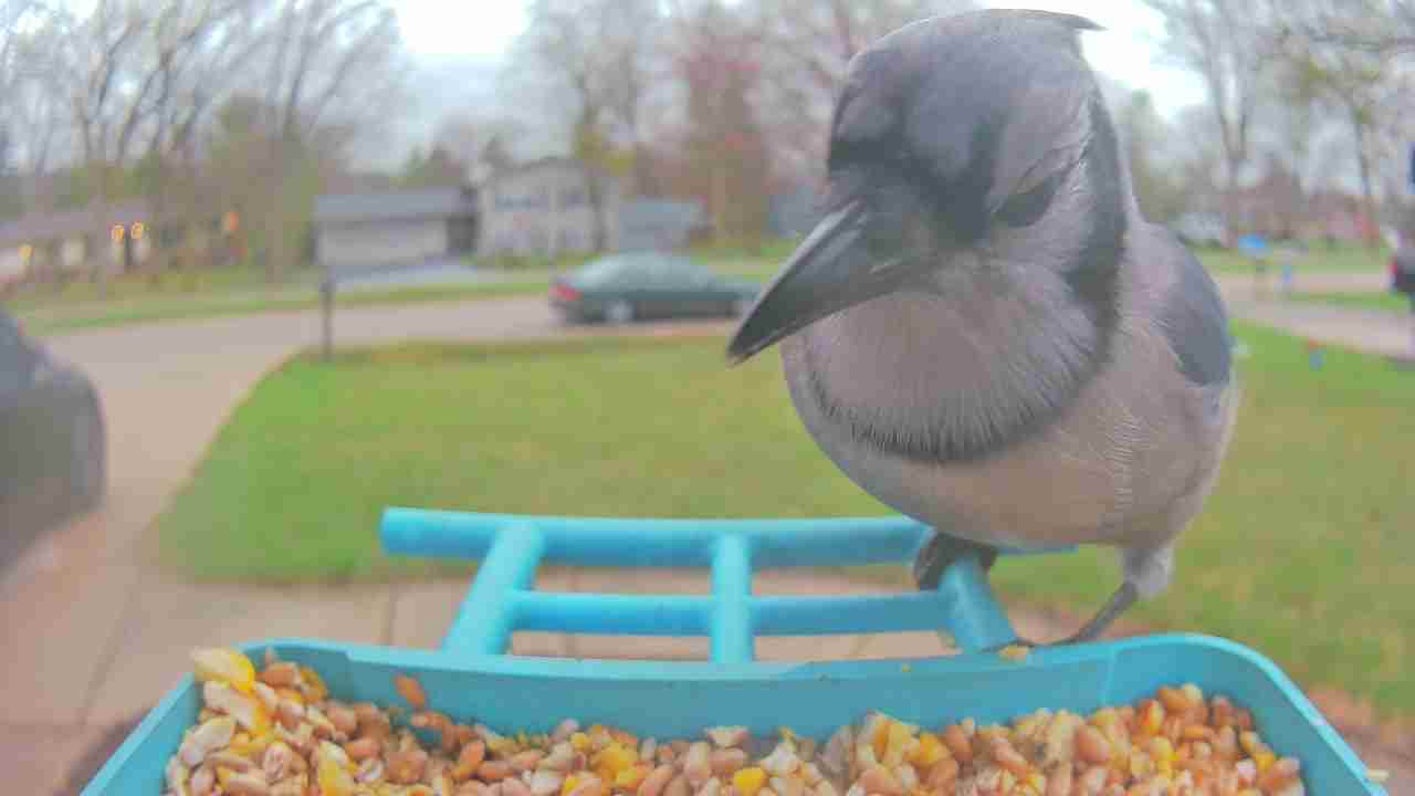 Bird at feeder