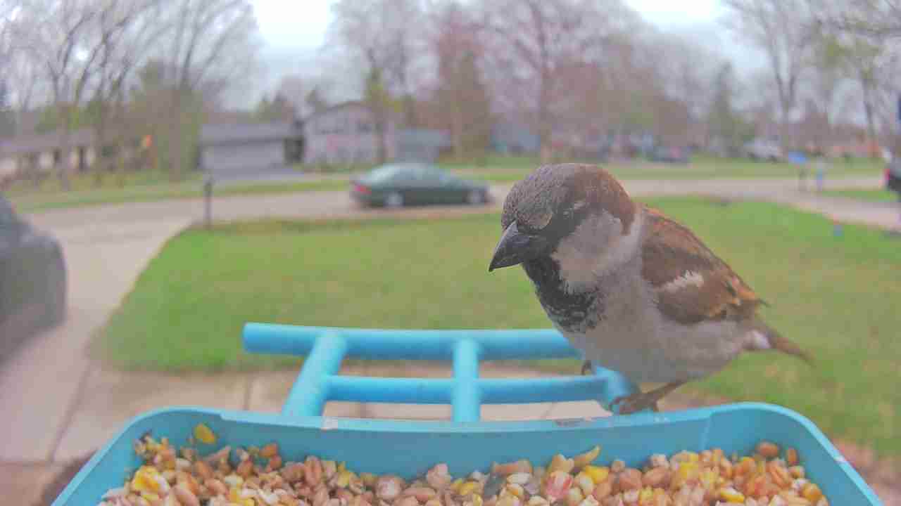Bird at feeder