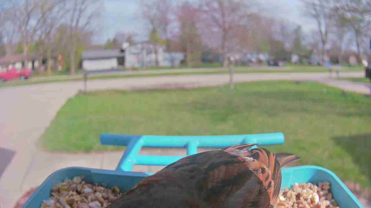 Bird at feeder