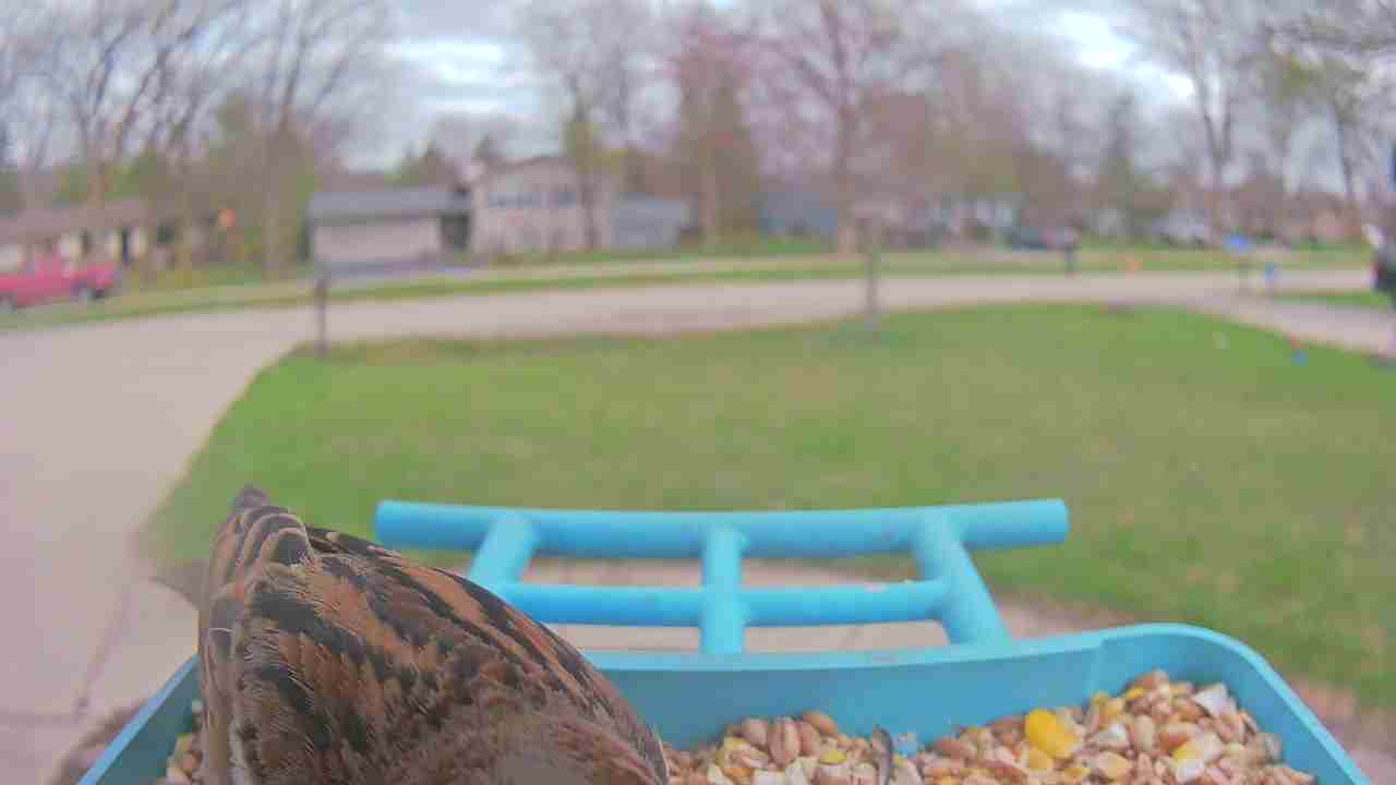 Bird at feeder