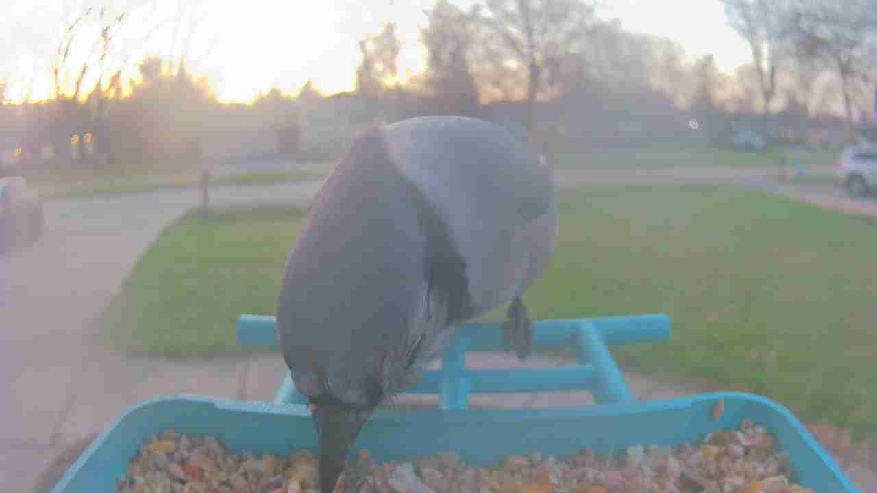 Bird at feeder