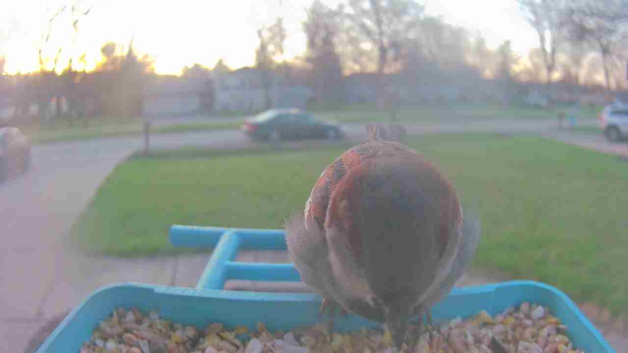 Bird at feeder