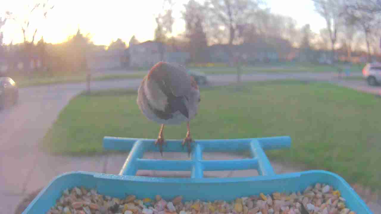 Bird at feeder
