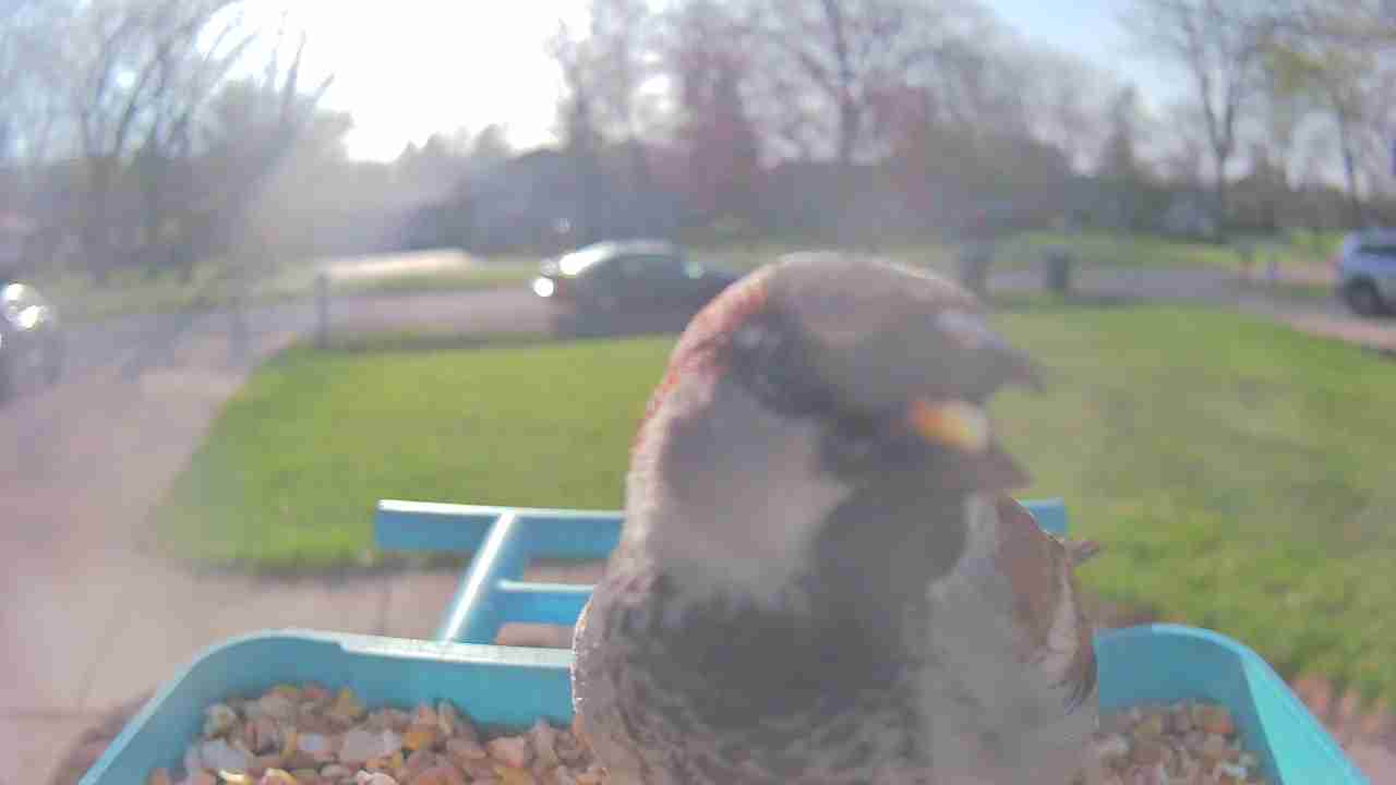 Bird at feeder