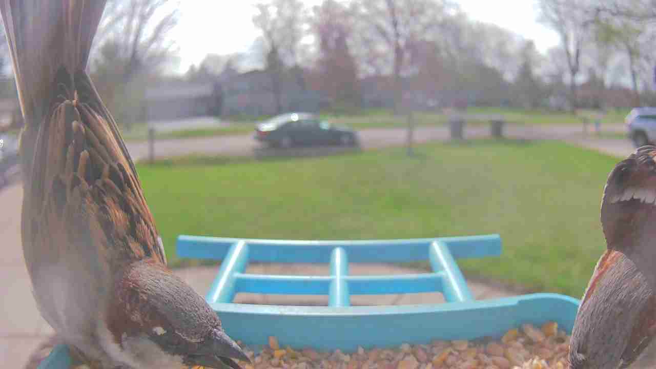 Bird at feeder
