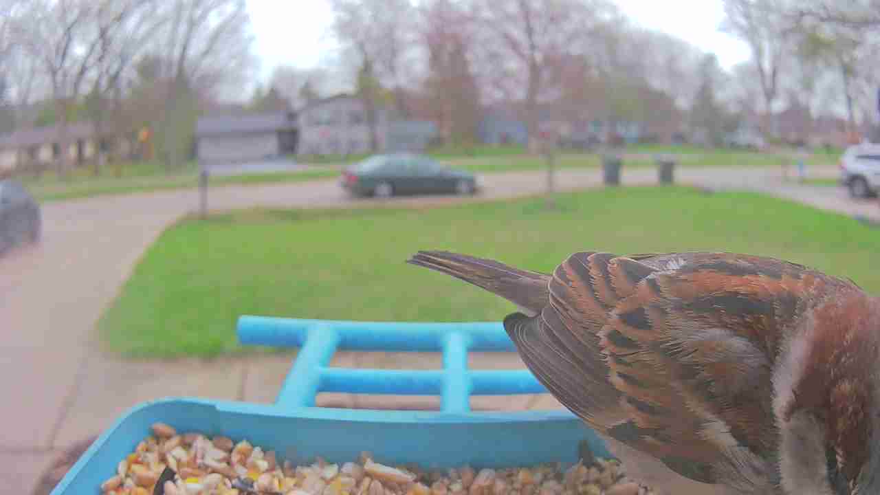 Bird at feeder