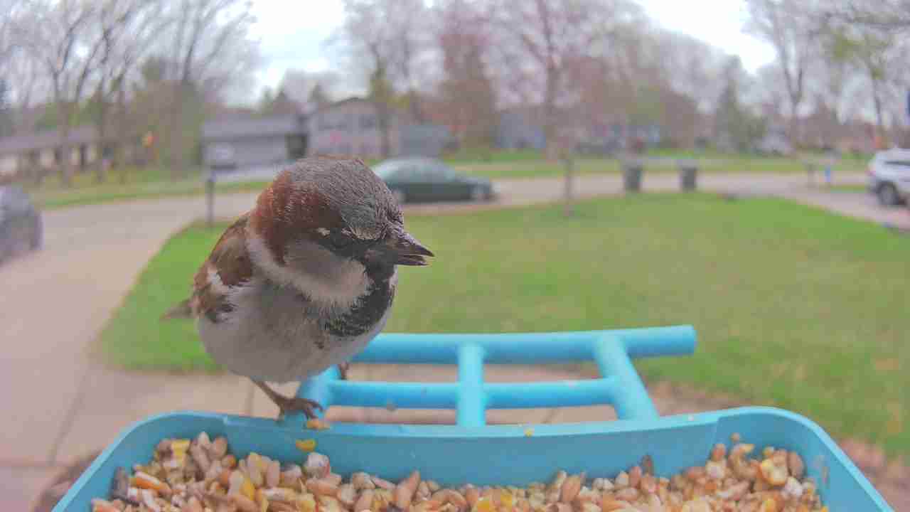 Bird at feeder