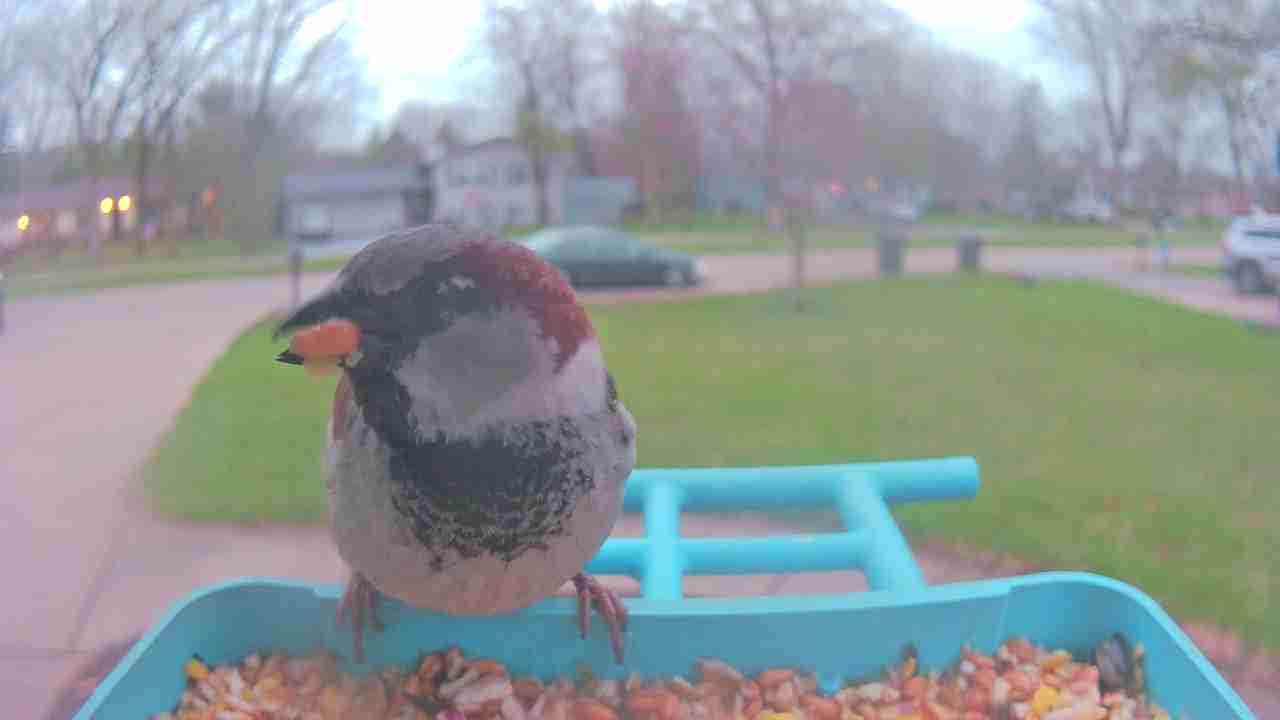 Bird at feeder