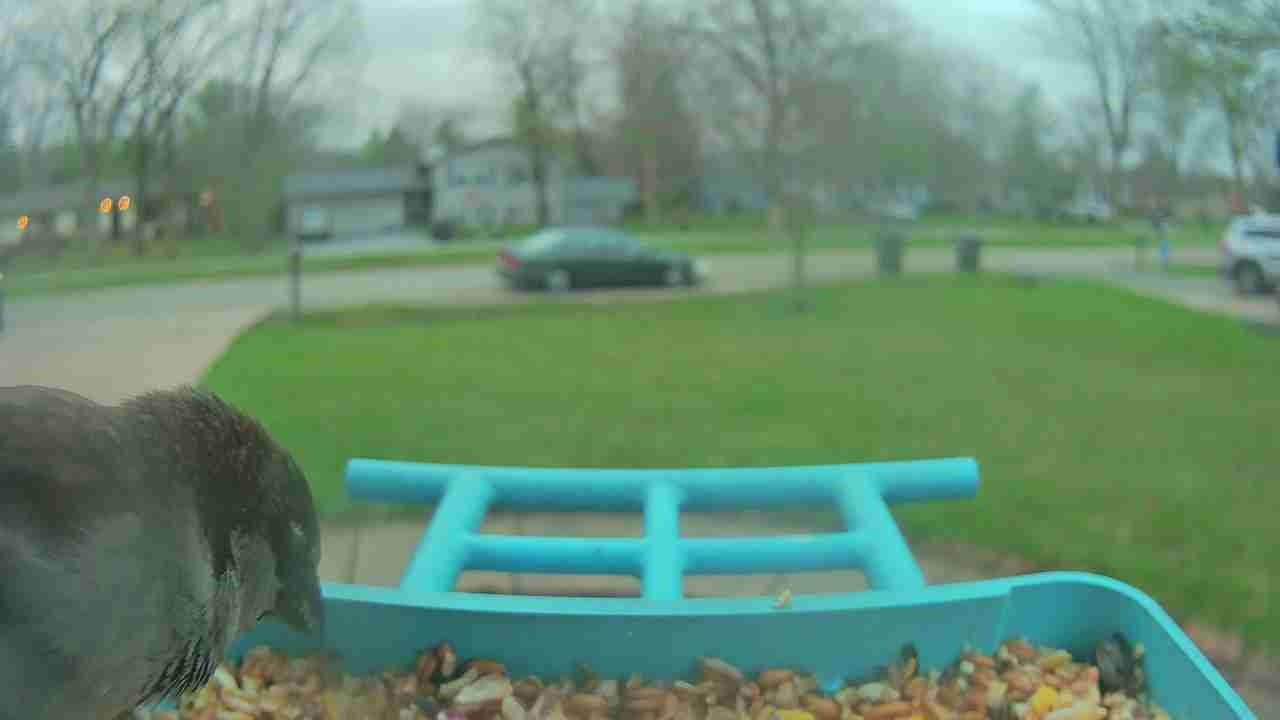 Bird at feeder