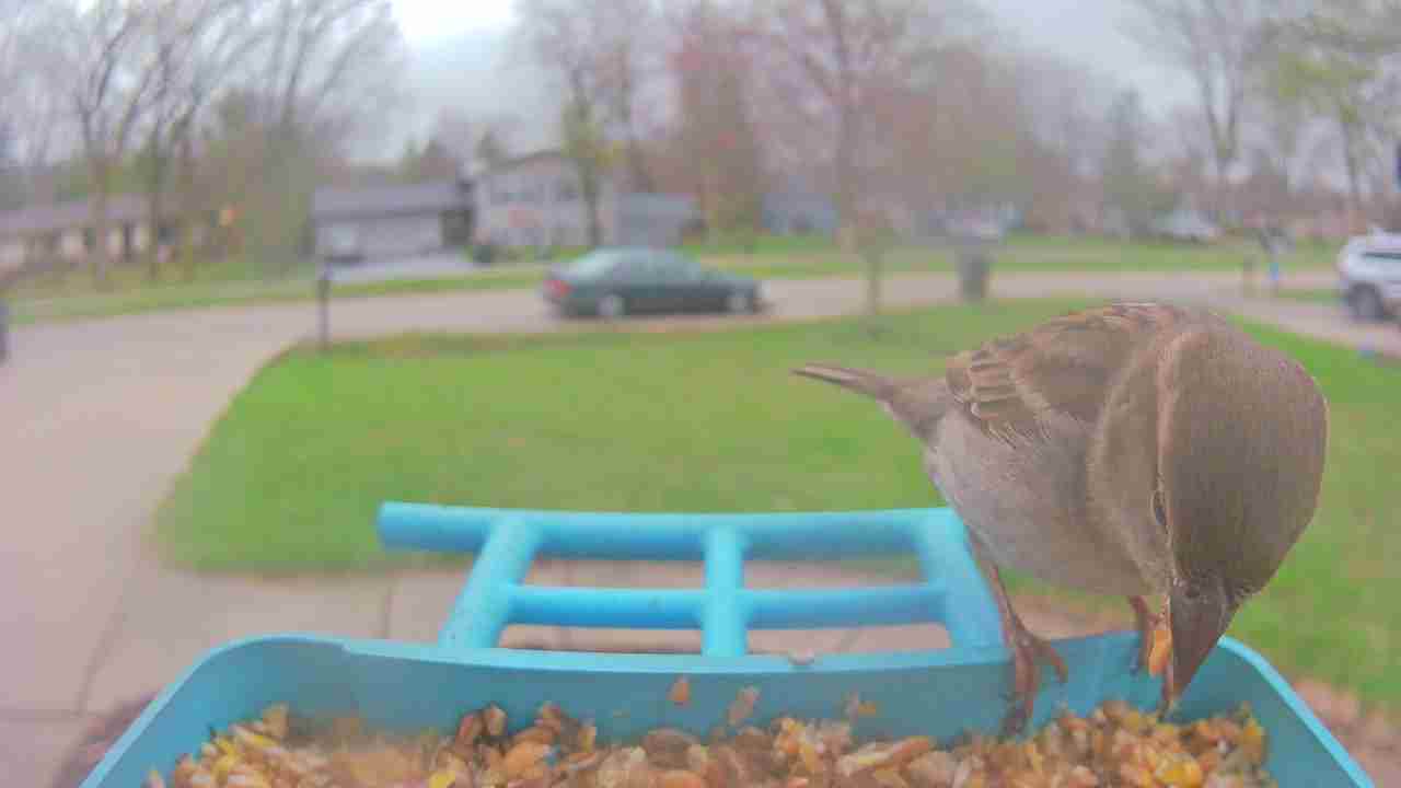Bird at feeder