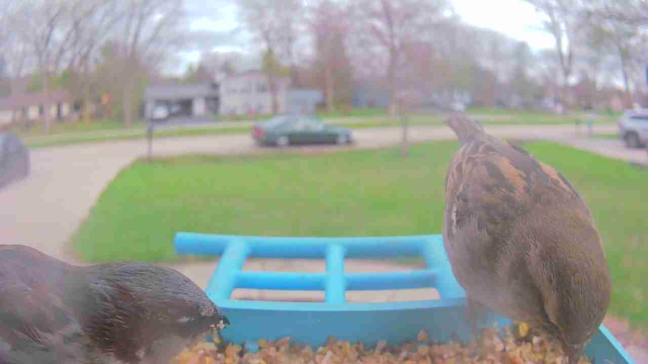 Bird at feeder