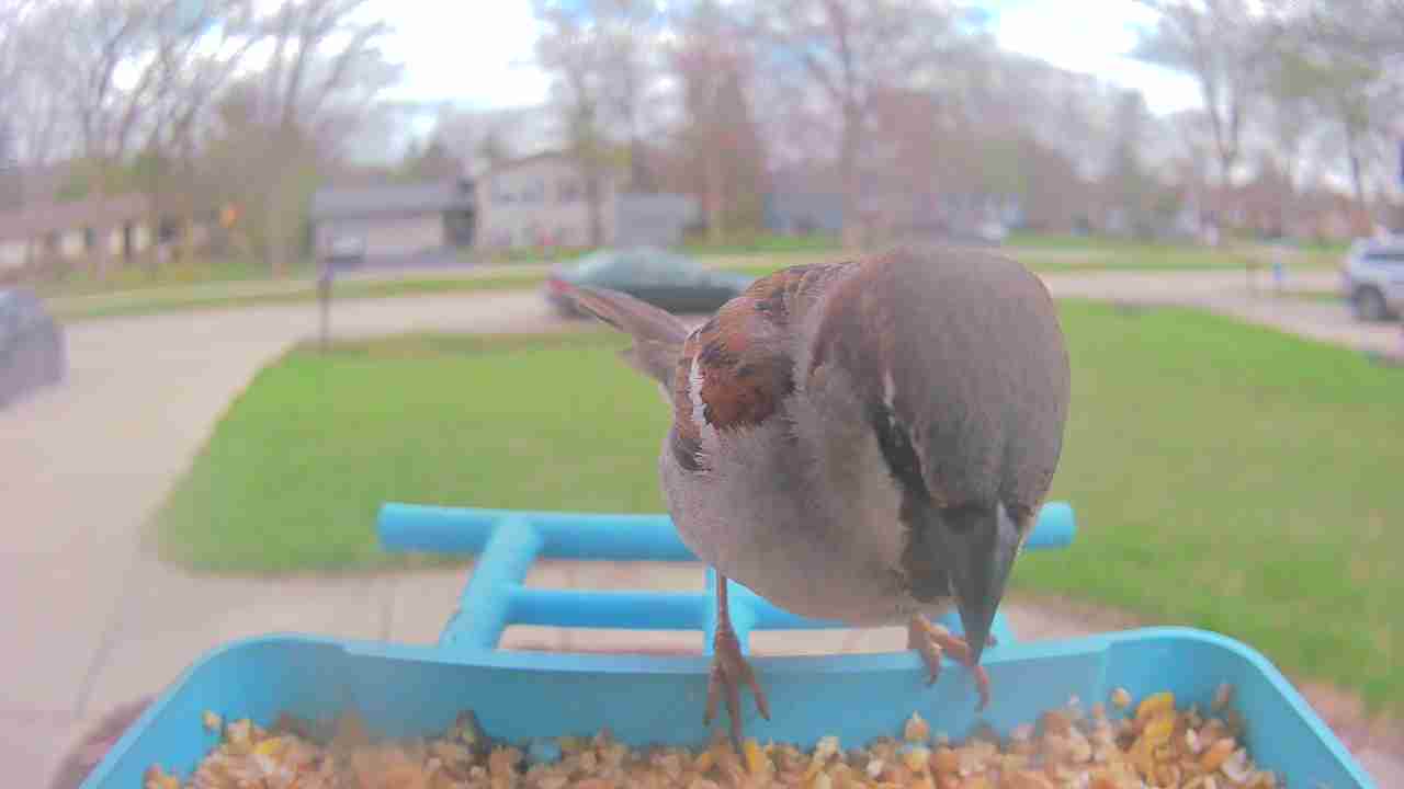 Bird at feeder