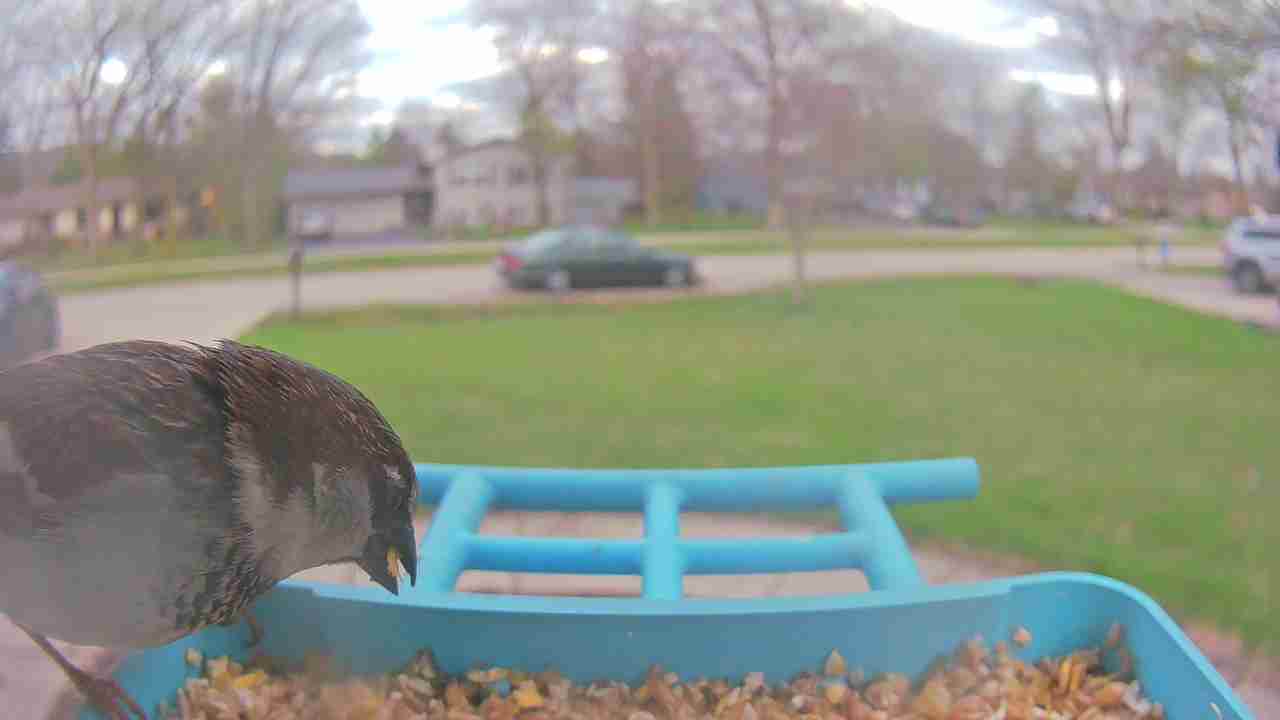 Bird at feeder