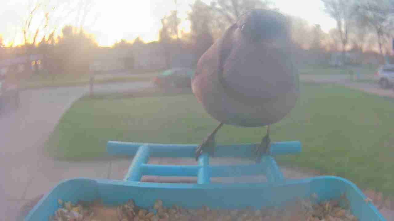 Bird at feeder