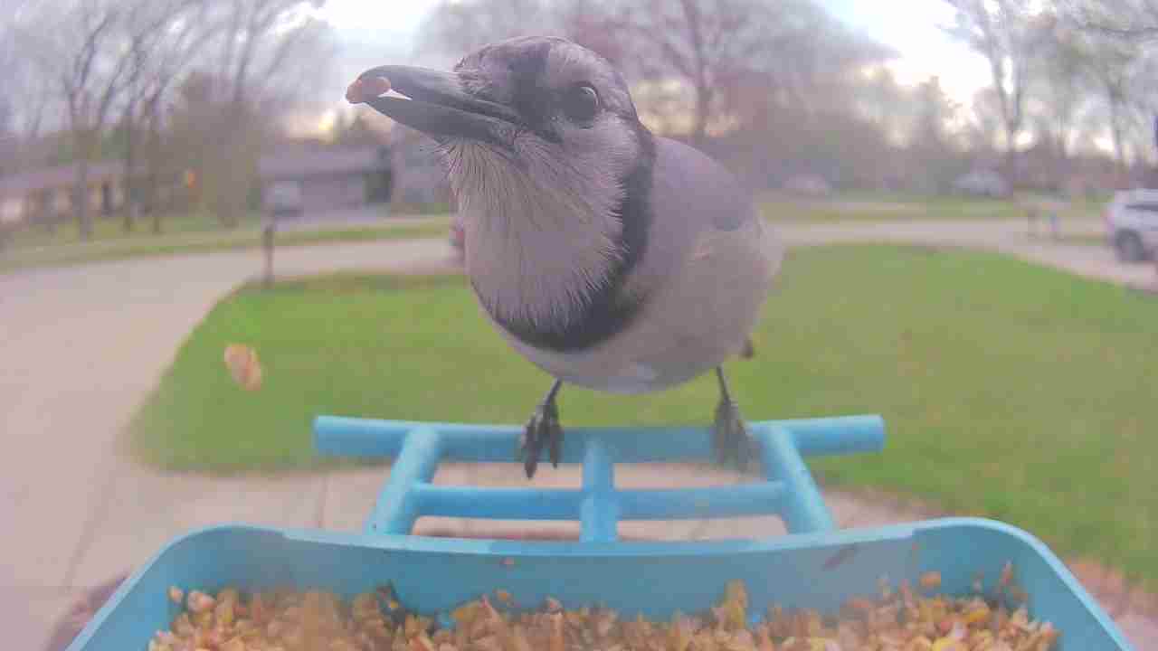 Bird at feeder