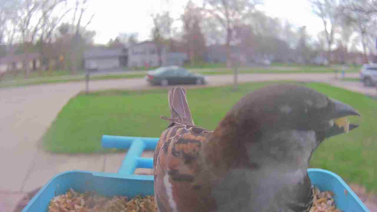 Bird at feeder