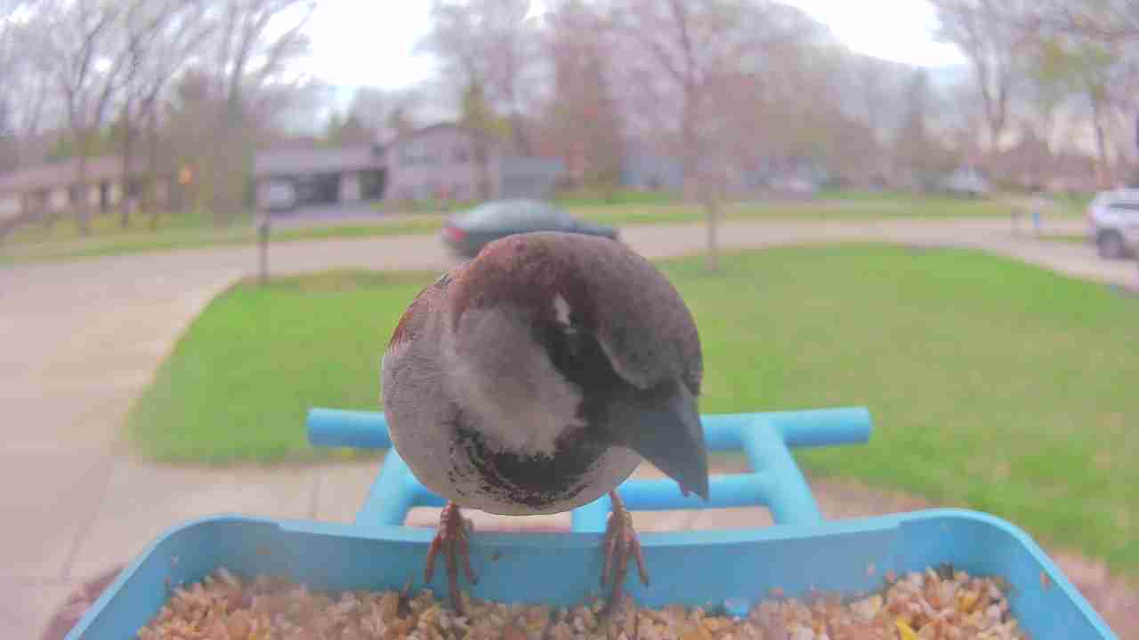 Bird at feeder